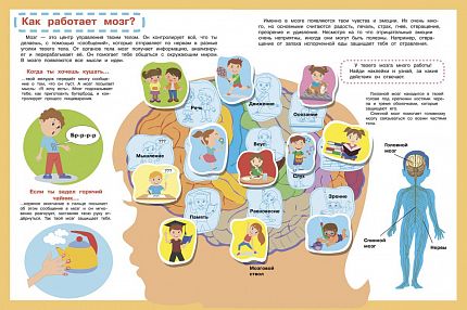 Мой первый атлас. Тело человека - книжный интернет-магазин delivery-shop24.ru